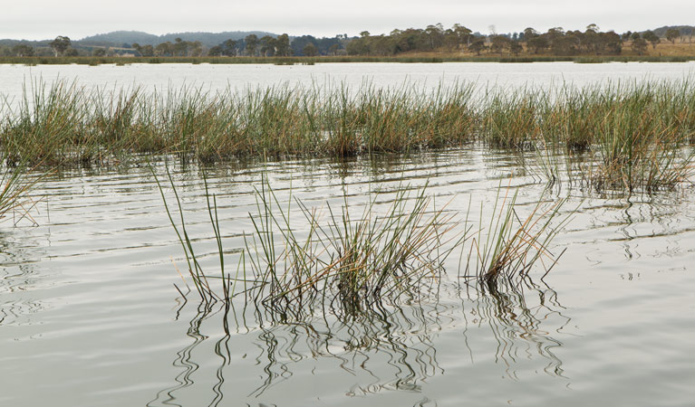 Lagoon Circuit walking track, Little Llangothlin Nature Reserve. Photo: Rob Cleary &copy; OEH