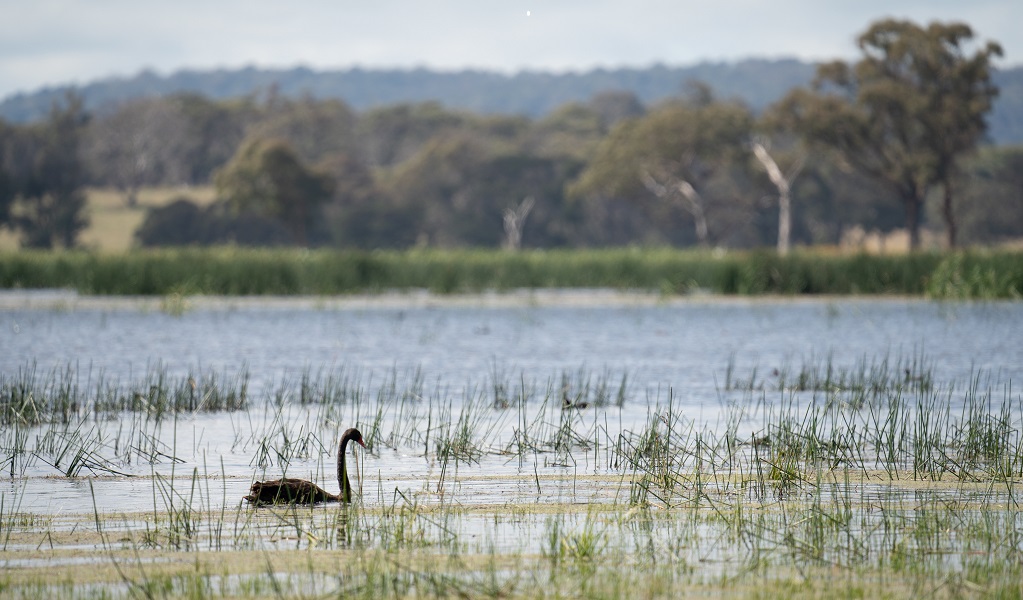 A swan glides through water reeds on the lagoon, Little Llangothlin Nature Reserve. Photo: DPE &copy; DPE