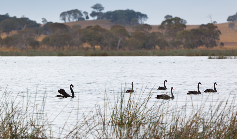 Little Llangothlin Nature Reserve. Photo: Robert Cleary &copy; DPIE