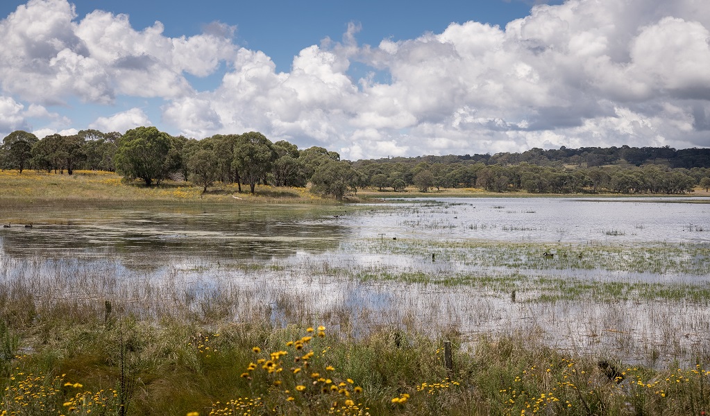 The Ramsar-listed Little Llangothlin Lagoon on a sunny day, with green banks and trees in the distance, Little Llangothlin Nature Reserve. Photo: DPE &copy; DPE