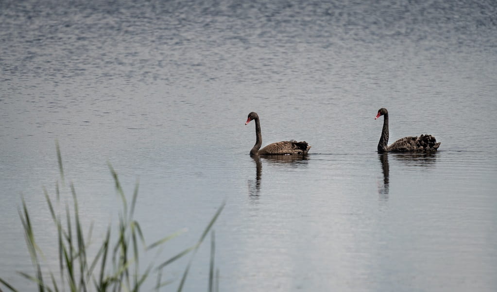 Two swans glide on the high altitude freshwater lagoon at Little Llangothlin Nature Reserve. Photo: DPE &copy; DPE 