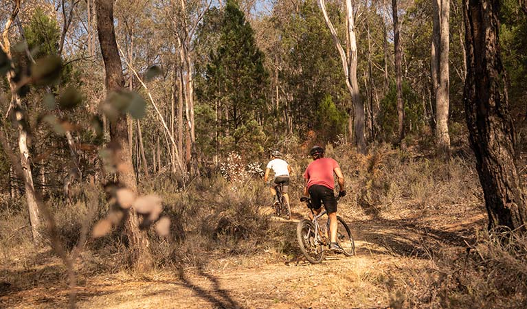 Two mountain bike riders cycle through woodland on Livingstone multi-use trail, Livingstone National Park. Photo: Robert Mulally/DPIE