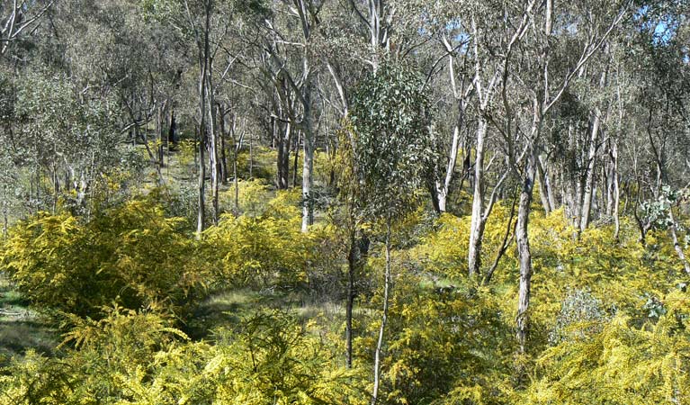 An understorey of yellow-flowering kangaroo thorn in Livingstone National Park. Photo: Angela Lonergan/DPIE