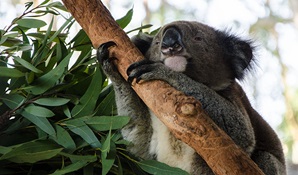 Macquarie Nature Reserve. Photo: John Spencer/NSW Government