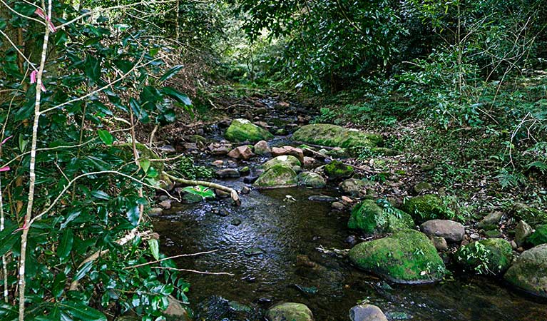 Cascades Picnic Area, Macquarie Pass National Park. Photo: T. Moody/NSW Government