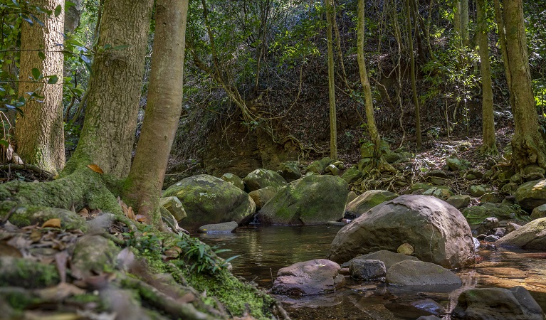 Trickling creek in the rainforest, Cascades picnic area, Macquarie Pass National Park. Photo: John Spencer &copy;DPIE