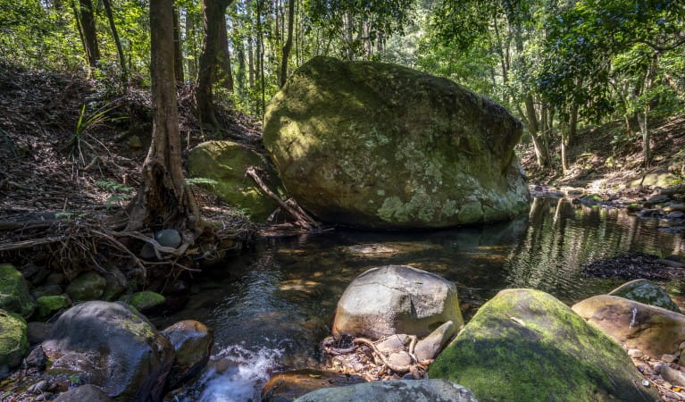 A pool surrounded by rainforest along Cascades walk in Macquarie Pass National Park. Photo: John Spencer &copy; DPE