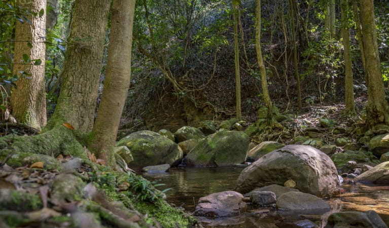 A pool surrounded by rainforest along Cascades walk in Macquarie Pass National Park. Photo: John Spencer &copy; DPE
