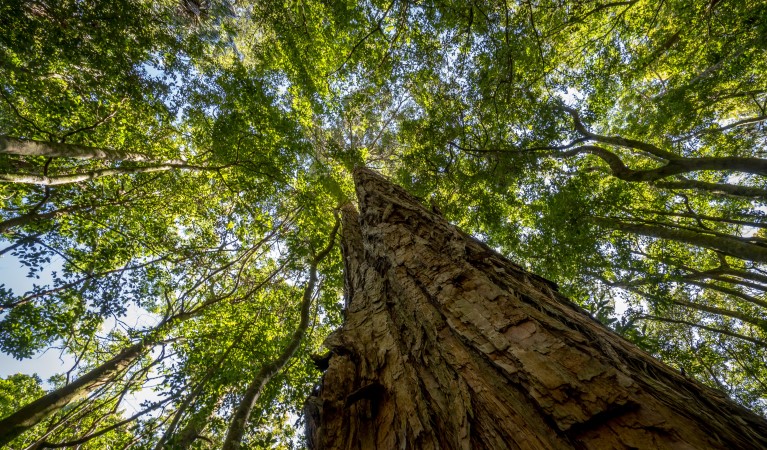 Looking up through the tree canopy along Cascades walk in Macquarie Pass National Park. Photo: John Spencer &copy; DPE