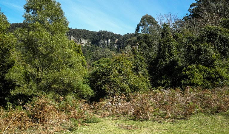 Clover Hill Trail, Macquarie Pass National Park. Photo: T. Moody