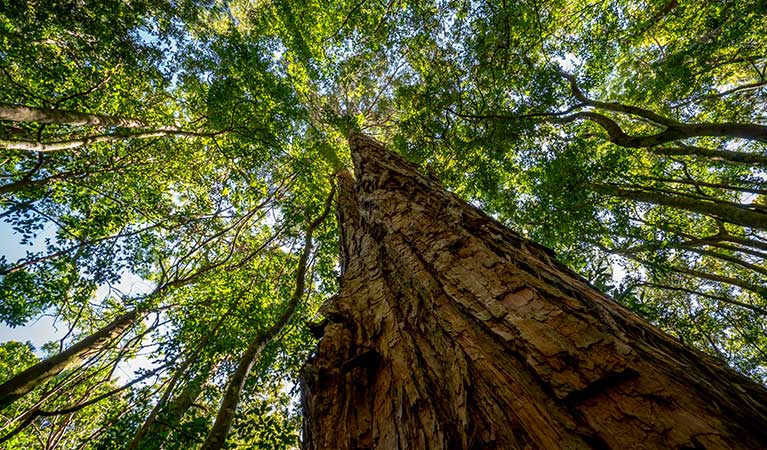 Looking up to the rainforest canopy in Macquarie Pass National Park. Photo: John Spencer &copy; DPIE