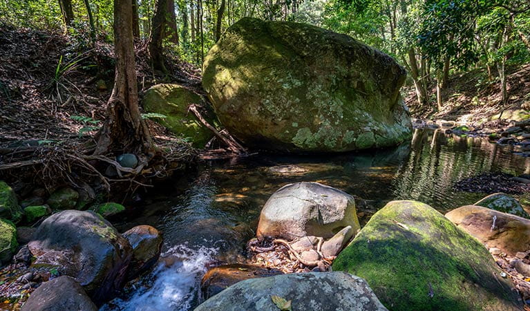 Moss-covered rocks in a creek in Macquarie Pass National Park. Photo: John Spencer &copy; DPIE
