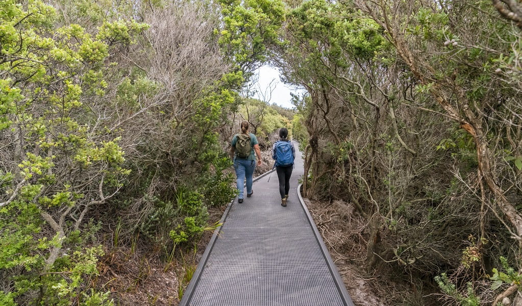 People walking through along the raised path on Artillery track. Photo: John Spencer &copy; DPE