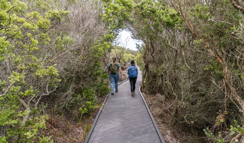 People walking through along the raised path on Artillery track. Photo: John Spencer © DPE