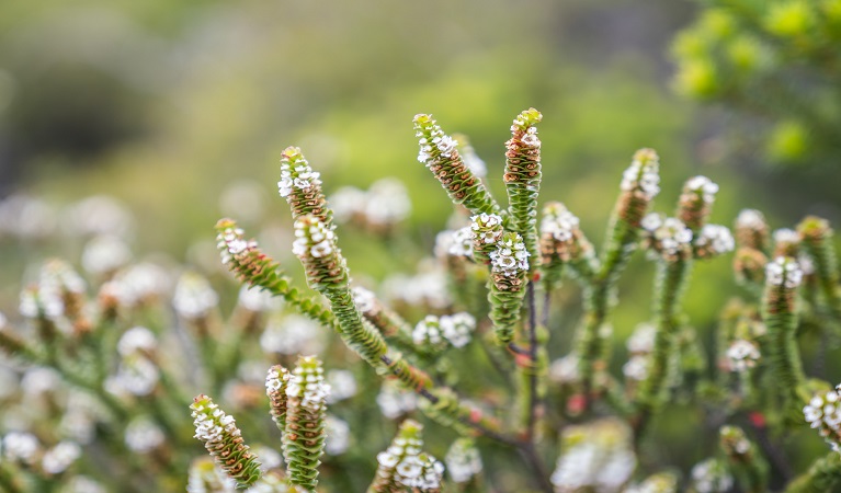 Wildflowers along Boora Point walking track. Photo: John Spencer &copy; DPE