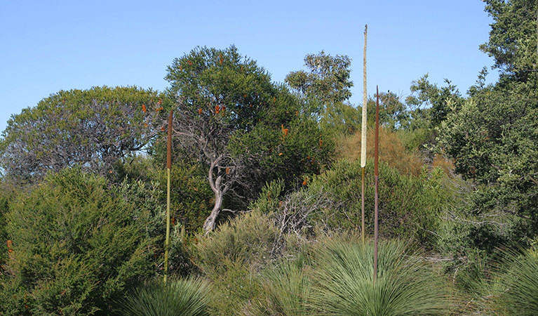 Eastern suburbs banksia scrub. Photo: M Bremner/OEH