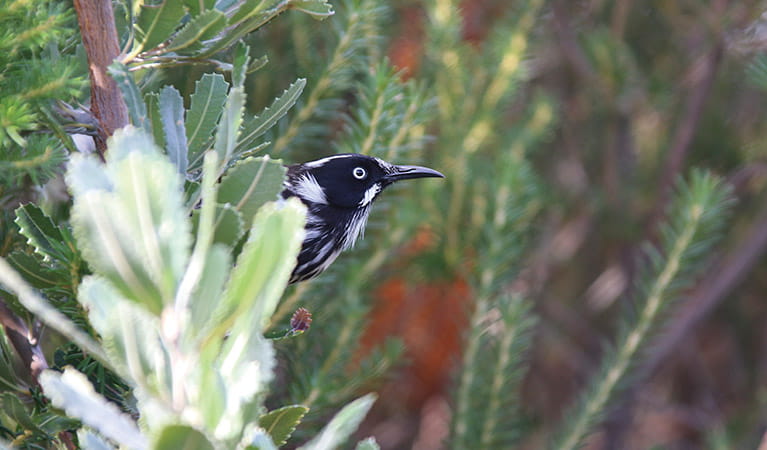 Profile image of a black and white new holland honeyeater in banksia scrub. Photo: David Croft/OEH