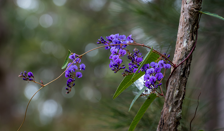 Mann River Nature Reserve. Photo: John Spencer &copy; DPIE