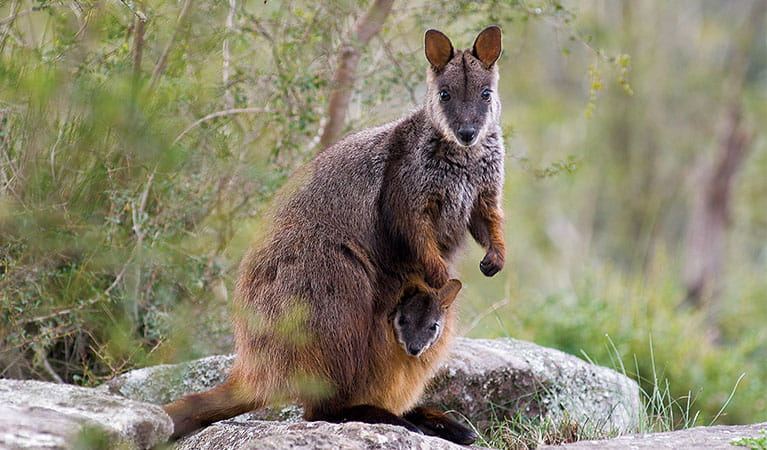 A brush-trailed rock wallaby with a joey in her pouch, Mann River Nature Reserve. Photo: Michael Van Ewijk &copy; DPE