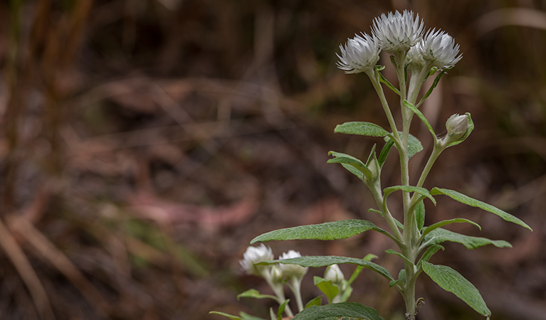 Tommys Rock lookout and walking track, Mann River Nature Reserve. Photo: John Spencer