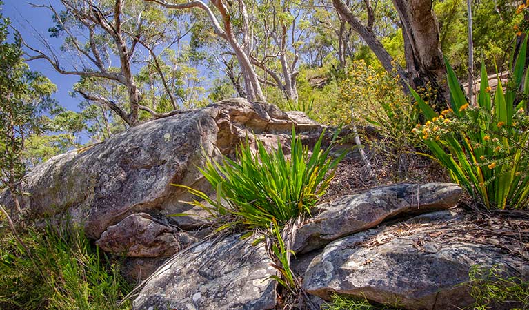 Vegetation and bushland along Canoelands Ridge horse riding trail in Marramarra National Park. Photo: John Spencer &copy; DPIE