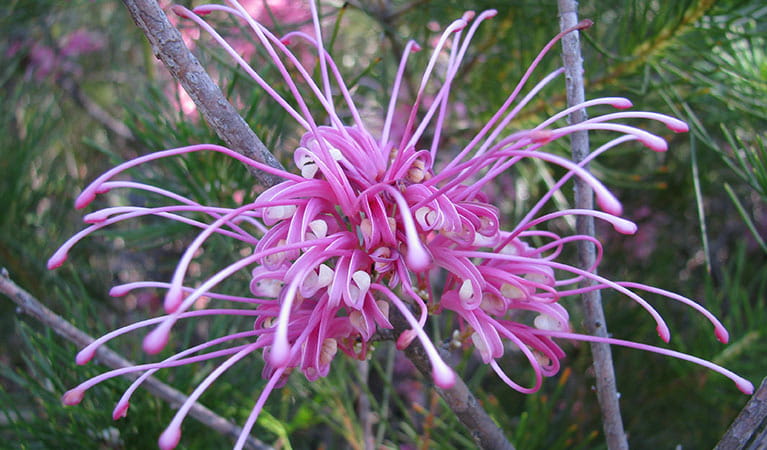 Hakea bakeriana flower, found in this area of Marramarra National Park. Photo: Tegan Burton &copy; DPIE
