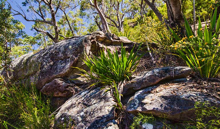 Marramarra National Park, Canoelands Ridge track. Photo: John Spencer &copy; OEH