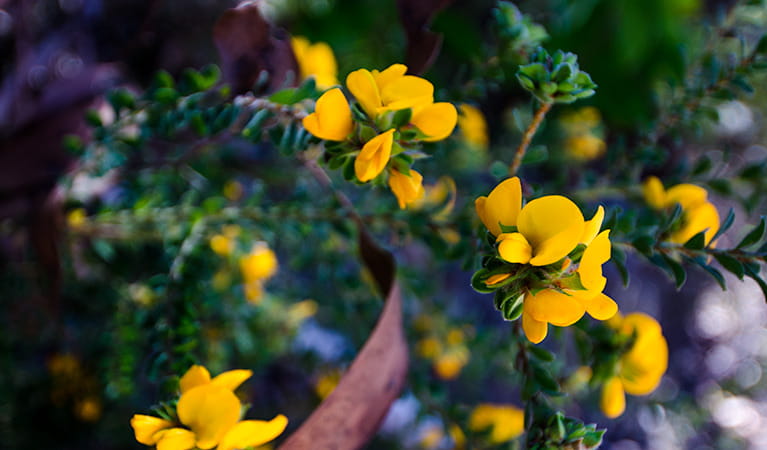 Flowers along Canoelands Ridge track in Marramarra National Park. Photo: John Spencer &copy; OEH