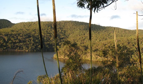 View of grass tree spikes above Berowra Creek, Coba Ridge, Marramarra National Park. Photo: Tegan Burton