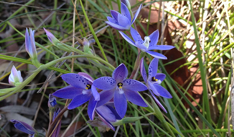 Blue flowers of the spotted sun orchid, Coba Ridge to Collingridge Point walking track, Marramarra National Park. Photo: Tegan Burton/OEH