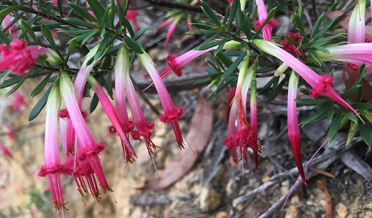 Close up of red five-corner shrub tubular flowers, Marramarra National Park. Photo: Tegan Burton &copy; OEH