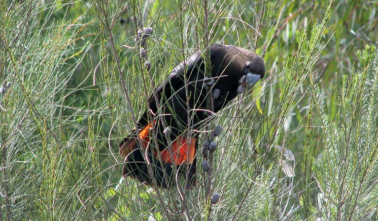 A glossy black cockatoo feeds on nuts in bushland along Coba Ridge to Collingridge Point walking track, Marramarra National Park. Photo: Tegan Burton