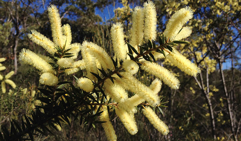 Yellow spike wattle, Coba Ridge to Collingridge Point walking track, Marramarra National Park. Photo: Tegan Burton &copy; OEH