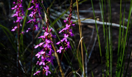 Marramarra National Park. Photo: John Spencer/NSW Government