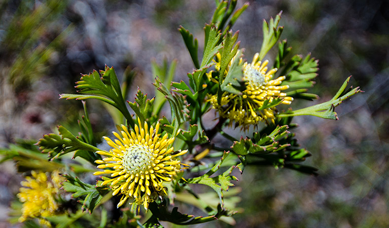 Marramarra National Park. Photo: John Spencer/NSW Government