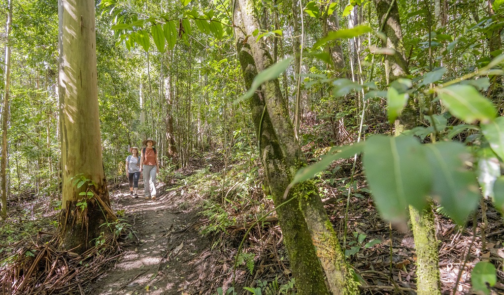 Two hikers walk through sub-tropical rainforest on Byrrill Creek walking track, Mebbin National Park. Photo: John Spencer &copy; DPE