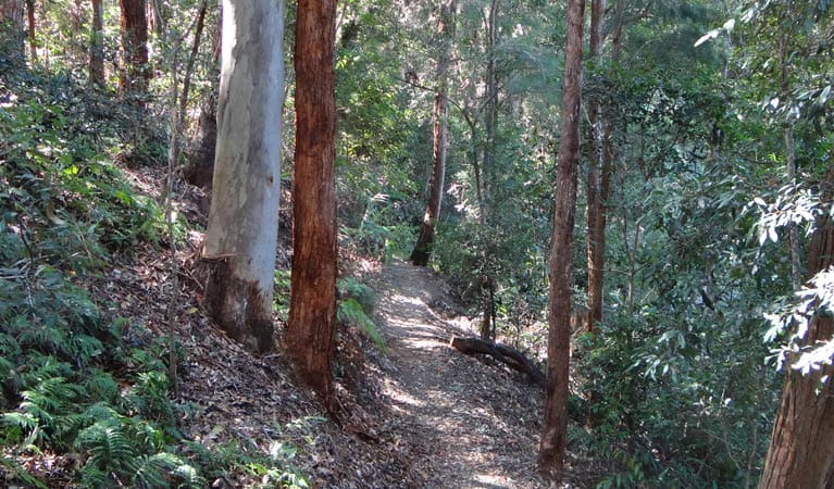 Byrrill Creek walking track, Mebbin National Park. Photo: D Hofmeyer/NSW Government