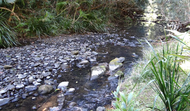Byrrill Creek walking track, Mebbin National Park. Photo &copy; Damien Hofmeyer
