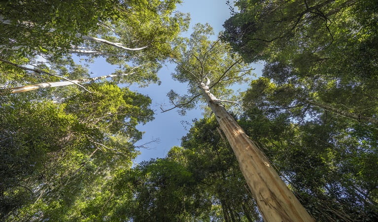 Towering eucalypt forest in Mebbin National Park. Photo: John Spencer © DPE