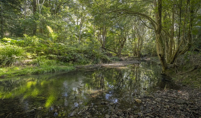 Byrrill Creek walking track, set amongst lush subtropical rainforest in Mebbin National Park. Photo: John Spencer © DPE