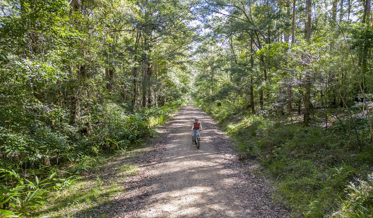 Cyclist riding through subtropical rainforest in Mebbin National Park. Photo: John Spencer © DPE