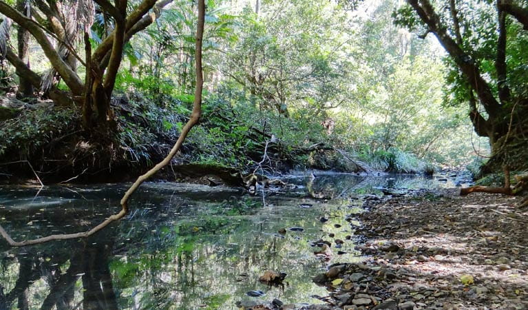 Byrrill Creek walking track, Mebbin National Park. Photo: D Hofmeyer/NSW Government