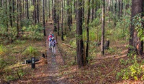 Tallowwood forest, Giriwa walking track, Meroo National Park. Photo: Michael Van Ewijk &copy; OEH