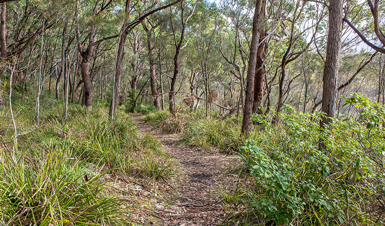 Meroo Head Lookout walking track, Meroo National Park. Photo: Michael van Ewijk &copy; OEH