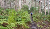 Bushwalker walking along Meroo Lake walking track, Meroo National Park. Photo: Michael van Ewijk &copy; OEH