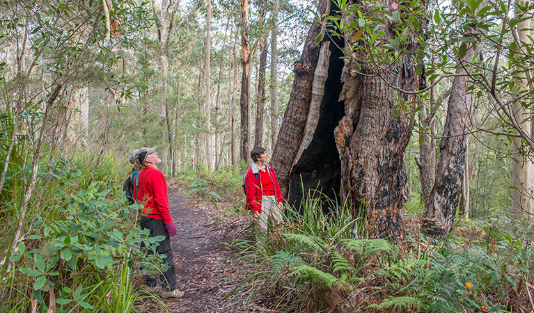 Bushwalkers walking along Meroo Lake walking track, Meroo National Park. Photo: Michael van Ewijk &copy; OEH