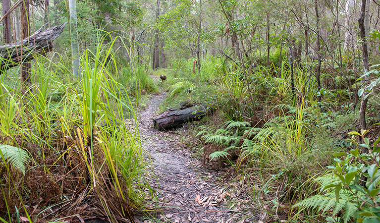 Meroo Lake walking track, Meroo National Park. Photo: Michael van Ewijk