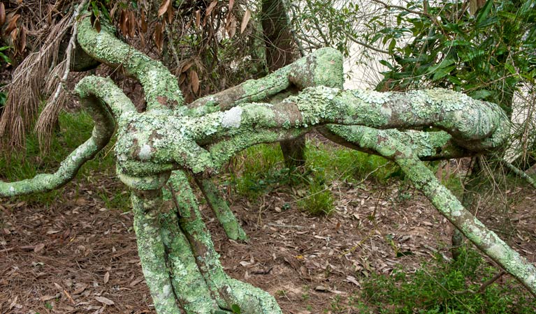 Nuggan Point walking track, Meroo National Park. Photo: Michael van Ewijk &copy; OEH