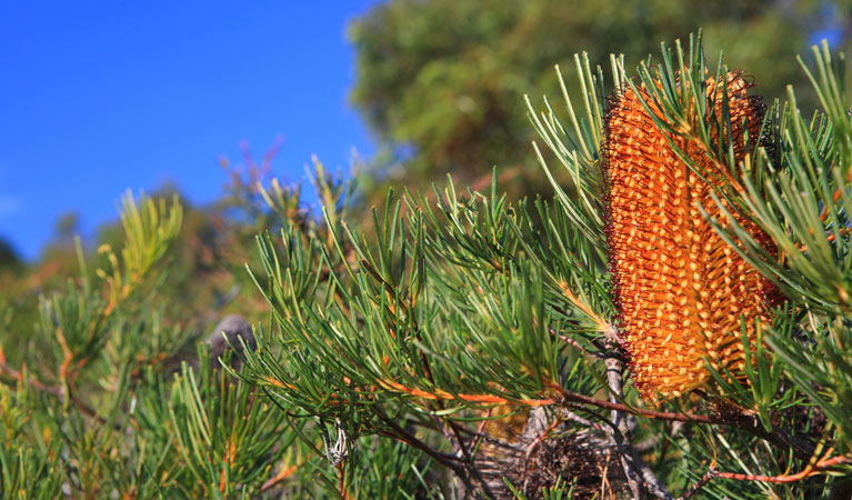 Hairpin banksia, Meroo National Park. Photo: M Makeham