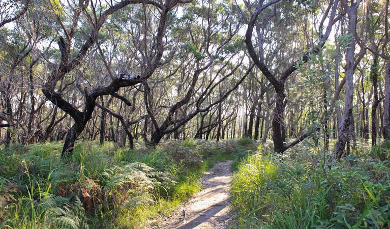 Pot Holes Beach, Meroo National Park. Photo: M Makeham